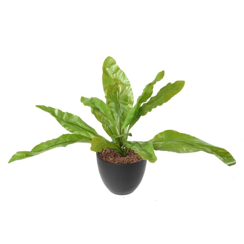 Touffe de feuilles vertes d’asplenium sur piquet