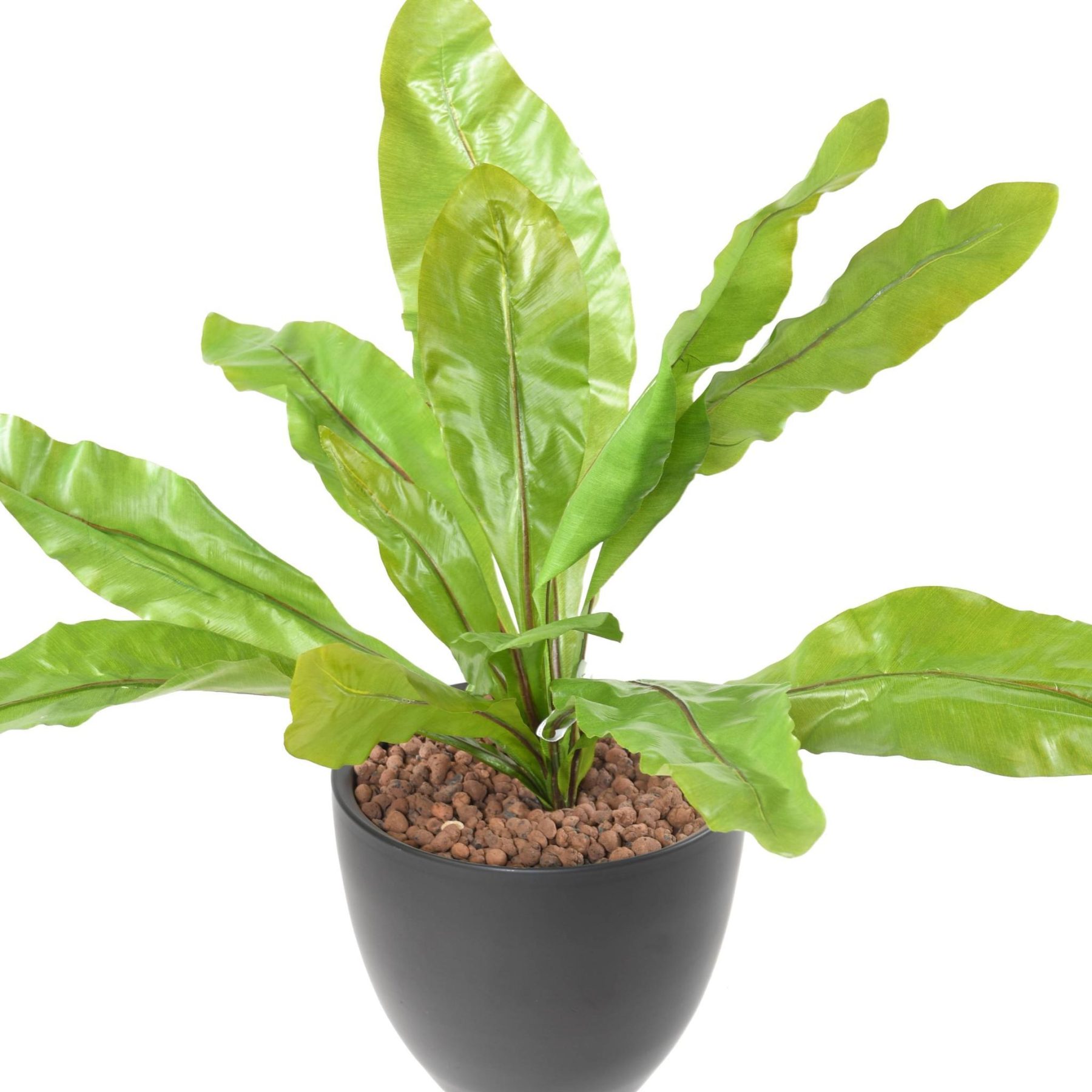Vue complémentaire : touffe de feuilles vertes d’asplenium sur piquet