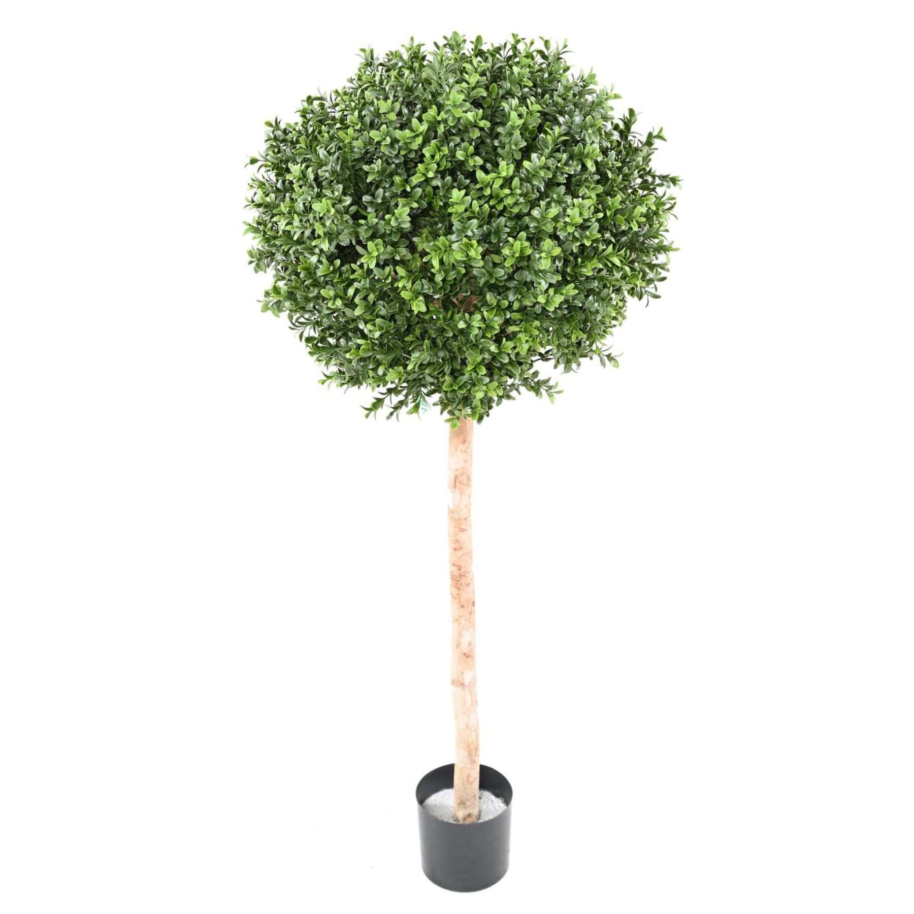 Autre angle : buis synthétique de 140 cm avec couronne ronde de 50 cm en PE UV