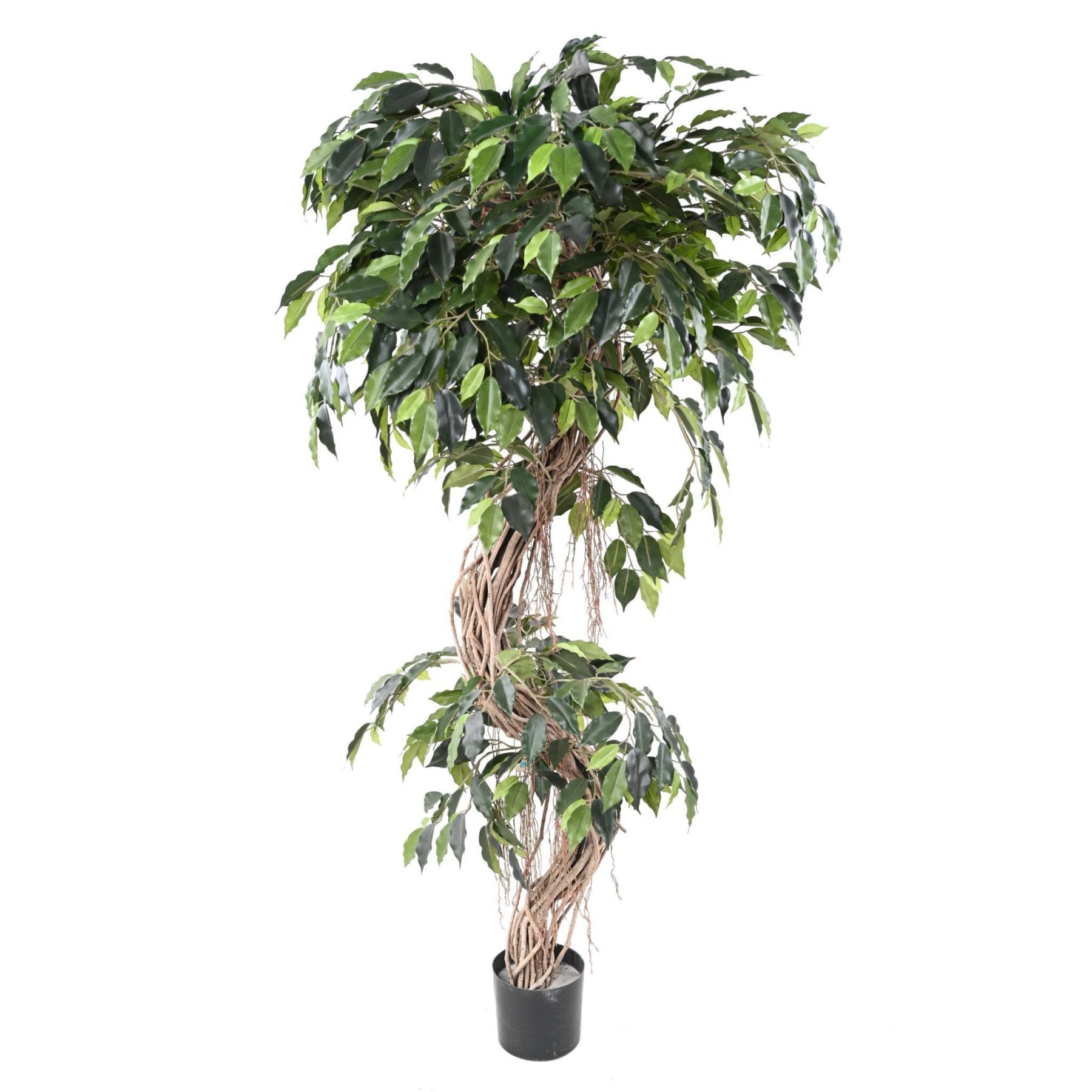 Autre angle : ficus synthétique de 180 cm avec tronc en bois dessiné en S